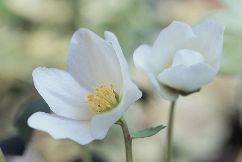 无人,横图,俯视,室外,特写,白天,旅游,度假,美景,朦胧,模糊,盛开,景观,花蕾,娱乐,花,花瓣,花朵,鲜花,两朵,白色,自然,花苞,花蕊,享受,休闲,景色,放松,自然风光,嚏根草,彩图,高角度拍摄