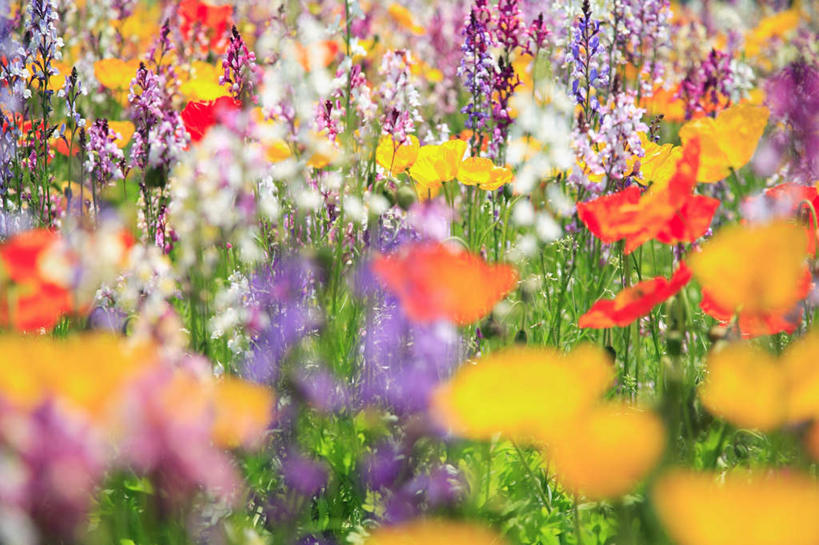 无人,农田,横图,俯视,彩色,室外,白天,旅游,度假,庄稼,农作物,花海,花圃,美景,植物,叶子,东京,日本,亚洲,许多,朦胧,模糊,盛开,景观,花蕾,娱乐,花,花瓣,花朵,花卉,鲜花,绿色,自然,花丛,花束,花田,花苞,花蕊,享受,休闲,景色,放松,自然风光,东亚,本州,关东地方,本州岛,日本国,东京都,彩图,高角度拍摄,耕地,庄稼田