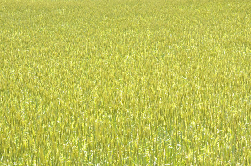 无人,农田,横图,俯视,室外,白天,旅游,度假,庄稼,农作物,草地,草坪,美景,植物,长野县,日本,亚洲,朦胧,模糊,景观,娱乐,草,绿色,自然,享受,休闲,景色,放松,自然风光,东亚,本州,本州岛,日本国,中部地方,长野,诹访市,彩图,高角度拍摄,耕地,庄稼田