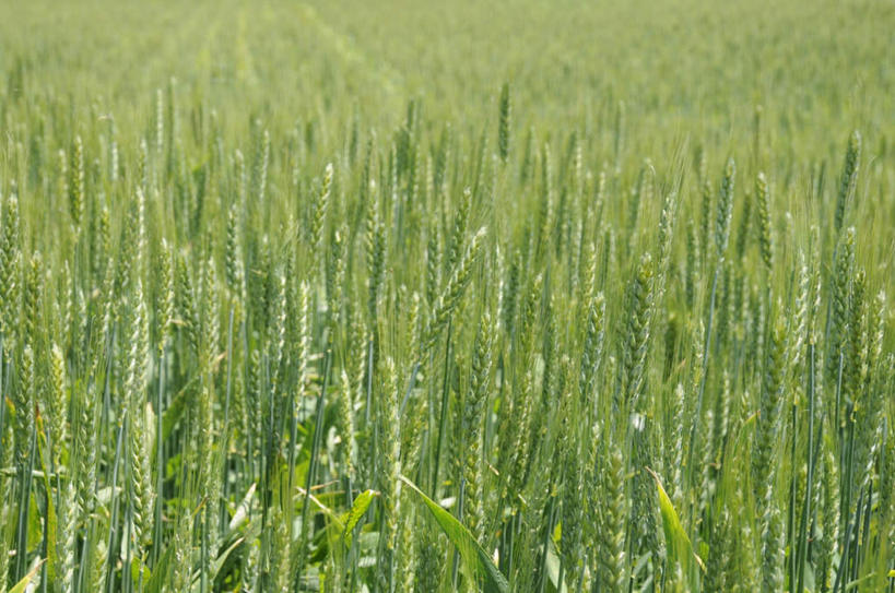 无人,农田,横图,俯视,室外,白天,旅游,度假,庄稼,农作物,草地,草坪,美景,植物,长野县,日本,亚洲,朦胧,模糊,景观,娱乐,草,绿色,自然,享受,休闲,景色,放松,自然风光,东亚,本州,本州岛,日本国,中部地方,长野,诹访市,彩图,高角度拍摄,耕地,庄稼田