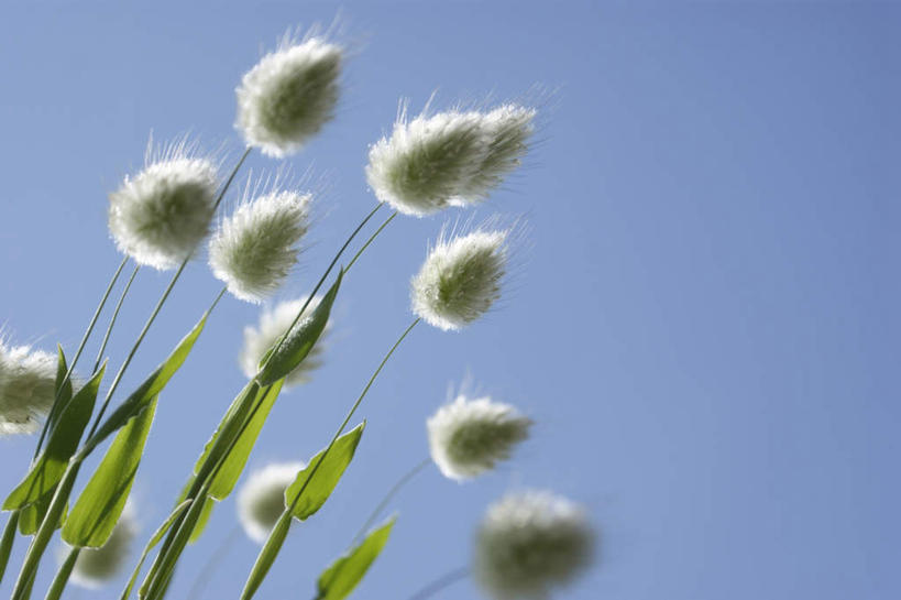 无人,横图,室外,白天,仰视,旅游,度假,草地,美景,植物,爱知县,名古屋,日本,亚洲,许多,阴影,朦胧,模糊,光线,影子,景观,草药,药草,娱乐,中药,草,蓝色,绿色,蓝天,天空,阳光,自然,天,享受,休闲,景色,放松,晴朗,自然风光,药材,中草药,东亚,中药材,本草,本州,万里无云,本州岛,日本国,中部地方,爱知,兔尾草,县厅,名古屋市,狐狸尾,狸尾豆,晴空,晴空万里,彩图,低角度拍摄