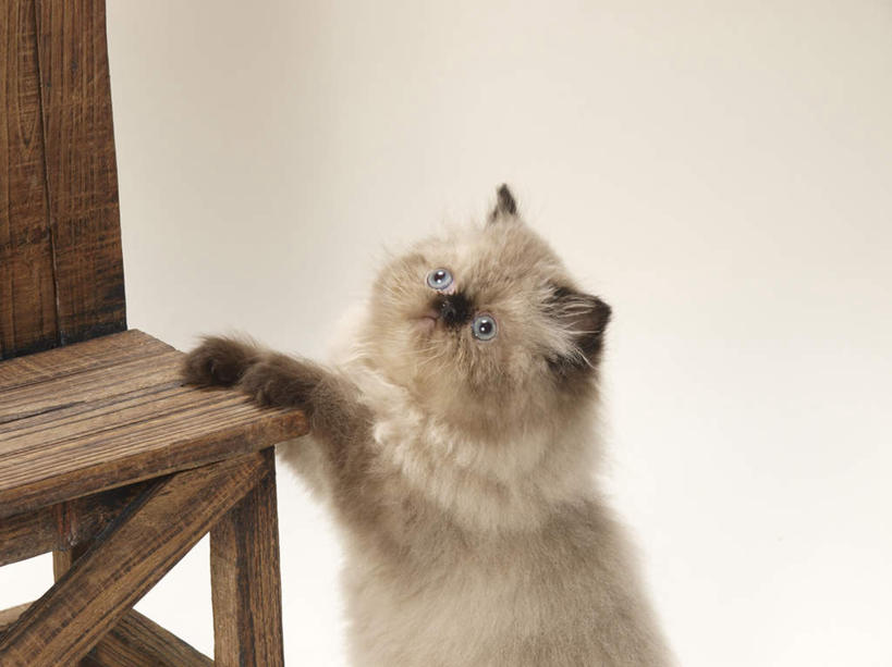 无人,站,横图,俯视,室内,白天,白色背景,宠物,猫,椅子,朦胧,模糊,木椅,注视,一只,动物,观察,看,站着,可爱,摄影,影棚,观看,察看,关注,猫咪,喜马拉雅猫,抬头,仰头,站立,半身,彩图,高角度拍摄,影棚拍摄,拍摄