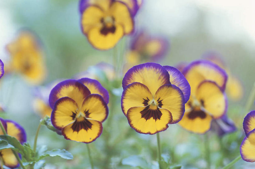 无人,横图,室外,特写,白天,正面,旅游,度假,幸福,美景,紫罗兰,静物,许多,朦胧,模糊,盛开,景观,清凉,花蕾,娱乐,花,花瓣,花朵,鲜花,自然,夏天,花苞,花蕊,享受,休闲,景色,放松,自然风光,永恒,质朴,美德,草紫罗兰,草桂花,彩图