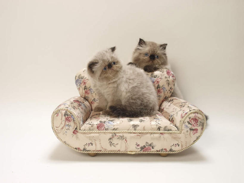 无人,坐,横图,室内,白天,白色背景,正面,沙发,宠物,猫,朦胧,模糊,动物,两只,可爱,摄影,影棚,猫咪,布艺沙发,喜马拉雅猫,坐着,彩图,全身,影棚拍摄,拍摄