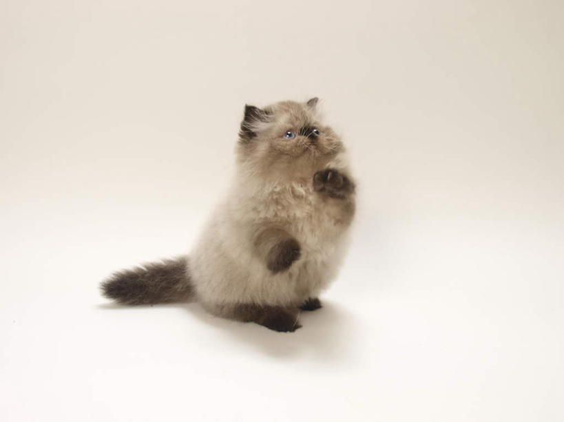 无人,站,举,横图,俯视,室内,白天,白色背景,宠物,猫,朦胧,模糊,一只,动物,托,站着,可爱,摄影,影棚,猫咪,喜马拉雅猫,举起,举手,举着,向上举,向上伸,向上托,站立,彩图,高角度拍摄,全身,影棚拍摄,拍摄