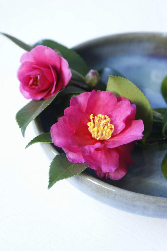 无人,竖图,俯视,室外,白天,白色背景,旅游,度假,美景,山茶花,朦胧,模糊,盛开,景观,花蕾,娱乐,花,花瓣,花朵,鲜花,两朵,紫色,自然,花苞,花蕊,享受,休闲,景色,放松,摄影,影棚,自然风光,玉茗花,耐冬,海石榴,茶花,彩图,高角度拍摄,影棚拍摄,拍摄