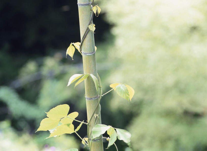 无人,横图,室外,特写,白天,正面,旅游,度假,纯洁,美景,植物,竹子,一棵,阴影,朦胧,模糊,光线,影子,景观,娱乐,树,树木,绿色,阳光,自然,藤蔓,享受,休闲,景色,放松,生长,成长,葡萄藤,高雅,自然风光,奉献,质朴,正直,担当,竹,彩图,奋进,操守,四君子,岁寒三友,性坚,虚怀,虚心,善群,卓尔