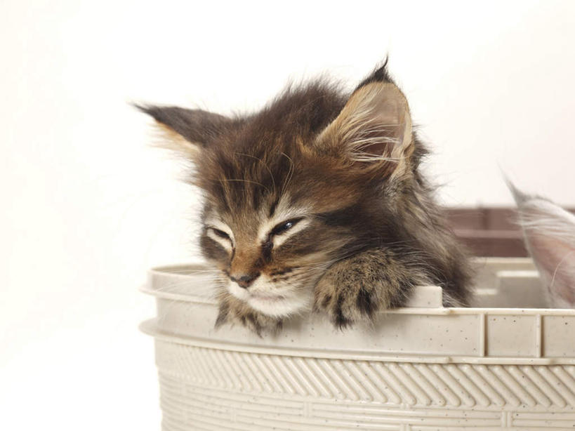 无人,横图,室内,特写,白天,白色背景,正面,宠物,猫,桶,注视,一个,一只,动物,容器,观察,看,趴着,眯眼,可爱,眯,摄影,影棚,单个,观看,储藏,察看,储存,关注,猫咪,趴,彩图,全身,影棚拍摄,拍摄,贮存