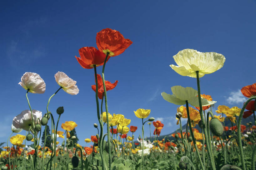 无人,农田,横图,室外,白天,仰视,旅游,度假,庄稼,农作物,草地,草坪,美景,植物,罂粟,大分县,日本,亚洲,许多,盛开,景观,草药,花蕾,娱乐,中药,草,花,花瓣,花朵,鲜花,绿色,自然,花苞,花蕊,享受,休闲,景色,放松,毒品,自然风光,药材,中草药,东亚,中药材,本草,日本国,九州本岛,九州,九州岛,九州地方,止痛,镇静,安眠,大分,罂粟花,彩图,低角度拍摄,耕地,庄稼田