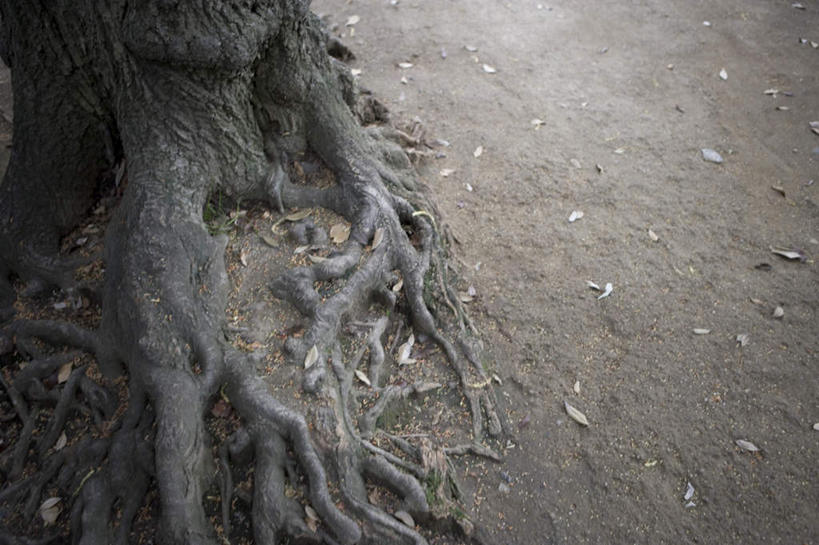 无人,横图,俯视,室外,白天,旅游,度假,美景,植物,叶子,日本,亚洲,一棵,景观,根须,枯叶,落叶,树根,枝条,娱乐,树,树干,树木,树枝,绿色,自然,享受,休闲,景色,放松,生长,成长,自然风光,东亚,日本国,叶,叶片,彩图,高角度拍摄