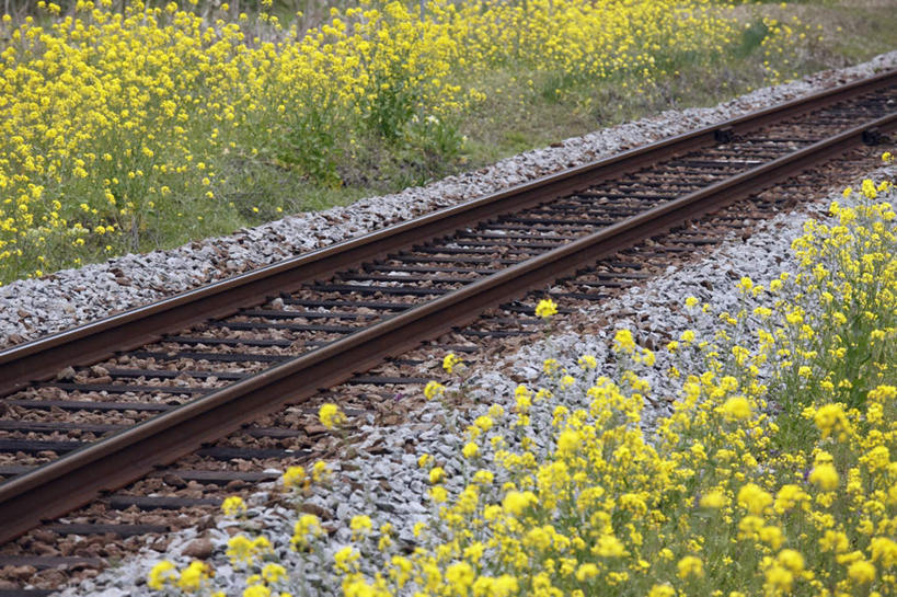 无人,横图,俯视,室外,白天,旅游,度假,石头,美景,路,铁路,大分县,日本,亚洲,许多,盛开,石子,景观,轨道,交通,铁轨,花蕾,娱乐,花,花瓣,花朵,鲜花,黄色,自然,花苞,花蕊,油菜花,享受,休闲,景色,放松,运输,自然风光,东亚,日本国,九州本岛,九州,九州岛,九州地方,大分,石块,彩图,高角度拍摄,芸苔,芸薹