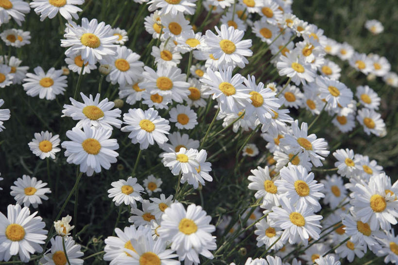 无人,横图,俯视,室外,白天,旅游,度假,快乐,幸福,美景,广岛县,日本,亚洲,许多,阴影,盛开,光线,影子,景观,玛格丽特,花蕾,娱乐,雏菊,花,花瓣,花朵,鲜花,白色,阳光,自然,花苞,花蕊,享受,休闲,菊花,景色,放松,活力,希望,坚强,自然风光,和平,东亚,离别,本州,本州岛,日本国,広岛,中国地方,延命菊,幸福花,春菊,马兰头花,暗恋,纯情,单恋,天真,彩图,高角度拍摄,愉快