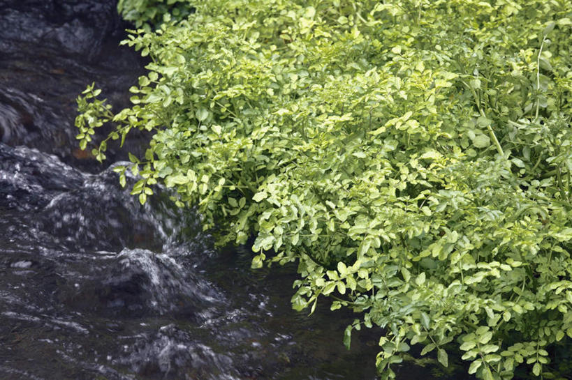 无人,横图,俯视,室外,白天,旅游,度假,草地,草坪,河流,美景,水,植物,叶子,大分县,日本,亚洲,河水,景观,水流,绿叶,娱乐,草,绿色,自然,享受,休闲,嫩叶,景色,放松,自然风光,东亚,豆瓣菜,日本国,九州本岛,九州,九州岛,九州地方,大分,叶,叶片,彩图,高角度拍摄