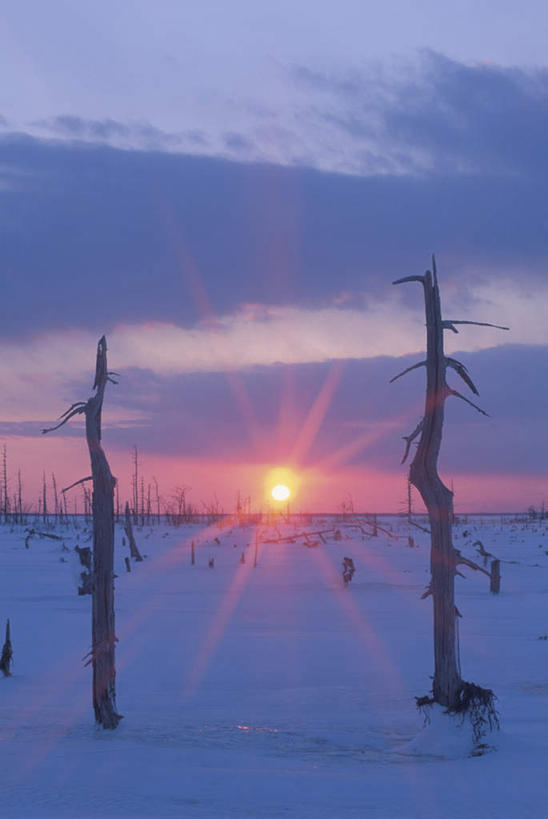 无人,竖图,全景,室外,白天,正面,旅游,度假,日出,美景,太阳,天际线,雪,植物,大雪,北海道,日本,亚洲,两棵,朦胧,模糊,地平线,积雪,景观,雪景,云,云朵,冬季,冬天,辽阔,地面,朝霞,晨曦,黎明,云彩,娱乐,树,树木,蓝色,绿色,白云,蓝天,天空,阳光,自然,天,享受,休闲,景色,放松,寒冷,生长,晴朗,成长,一望无际,自然风光,延伸,东亚,日本国,天地相交,北海道地方,北海道岛,严寒,朝阳,晴空,彩图,破晓