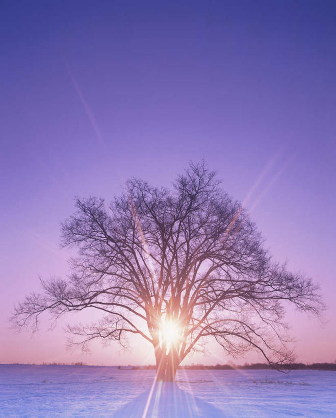 无人,竖图,全景,室外,白天,正面,旅游,度假,日出,美景,太阳,天际线,雪,植物,大雪,北海道,日本,亚洲,一棵,阴影,朦胧,模糊,光线,影子,地平线,积雪,景观,雪景,冬季,冬天,辽阔,枝条,地面,朝霞,晨曦,黎明,娱乐,树,树干,树木,树枝,绿色,天空,阳光,自然,天,享受,休闲,景色,放松,寒冷,生长,成长,一望无际,自然风光,延伸,东亚,日本国,天地相交,北海道地方,北海道岛,严寒,朝阳,彩图,破晓