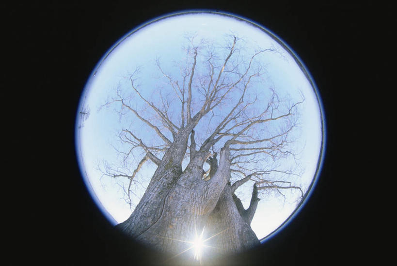 无人,横图,室外,白天,广角镜头,鱼眼镜头,仰视,旅游,度假,美景,植物,北海道,日本,亚洲,一棵,黑色背景,枯萎,朦胧,模糊,圆形,圆环,景观,枯树,枝条,娱乐,树,树干,树木,树枝,蓝色,绿色,蓝天,天空,自然,天,享受,休闲,景色,放松,生长,晴朗,成长,环形,自然风光,东亚,万里无云,日本国,北海道地方,北海道岛,晴空,晴空万里,彩图,低角度拍摄