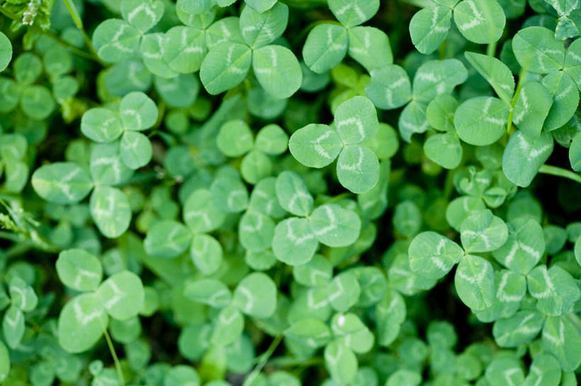 无人,横图,俯视,室外,白天,爱情,旅游,度假,自由,幸福,草地,草坪,美景,植物,许多,朦胧,模糊,景观,三叶草,娱乐,草,绿色,自然,享受,休闲,景色,放松,希望,自然风光,和平,车轴草,苜蓿,统一,团结,彩图,高角度拍摄