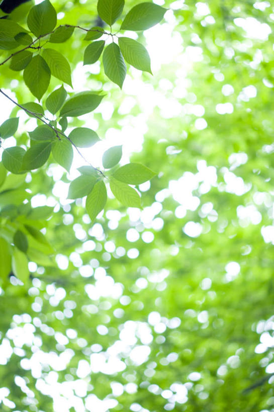 无人,竖图,室外,白天,仰视,旅游,度假,美景,叶子,神奈川,日本,亚洲,朦胧,模糊,景观,绿叶,横滨,横滨市,神奈川县,娱乐,蓝色,蓝天,天空,自然,天,享受,休闲,嫩叶,景色,放松,晴朗,自然风光,东亚,本州,万里无云,首府,关东地方,本州岛,日本国,叶,叶片,晴空,晴空万里,彩图,低角度拍摄