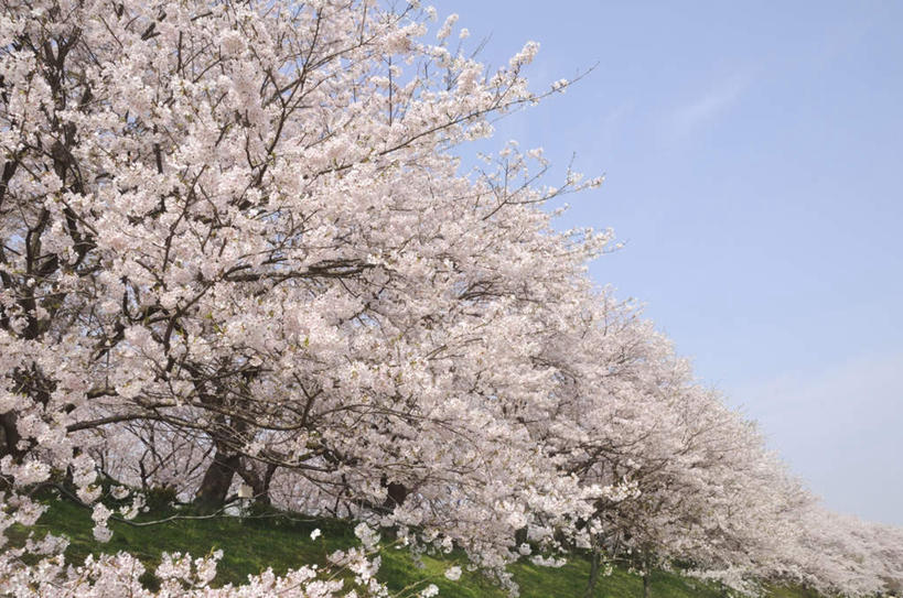 无人,横图,室外,白天,仰视,旅游,度假,草地,草坪,美景,植物,樱花,神奈川,日本,亚洲,许多,朦胧,模糊,盛开,景观,云,云朵,神奈川县,花蕾,云彩,娱乐,草,花,花瓣,花朵,鲜花,蓝色,绿色,白色,白云,蓝天,天空,自然,天,花苞,花蕊,享受,休闲,景色,放松,晴朗,自然风光,东亚,本州,关东地方,本州岛,日本国,仙樱花,福岛樱,青肤樱,晴空,荆桃,彩图,低角度拍摄