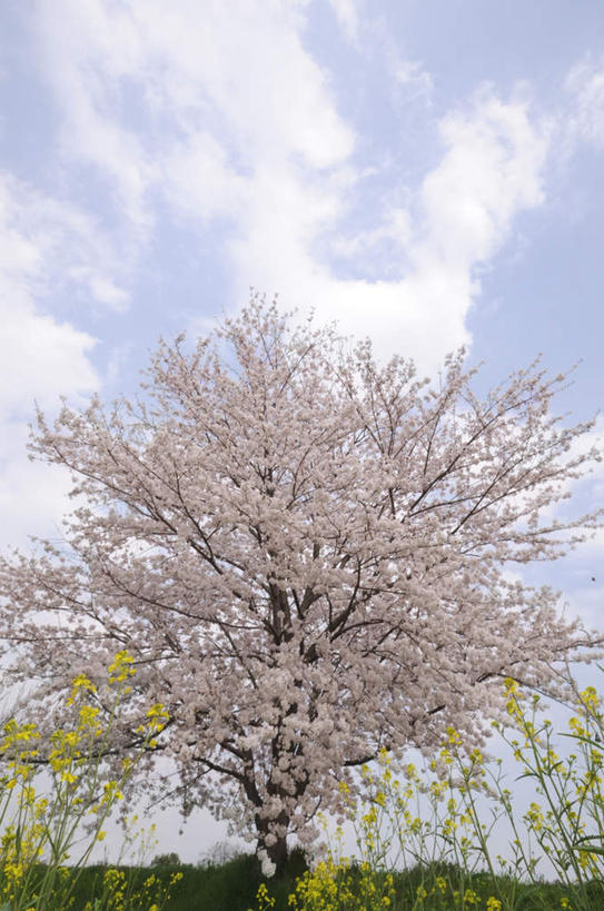 无人,竖图,室外,白天,仰视,旅游,度假,草地,草坪,美景,植物,樱花,神奈川,日本,亚洲,许多,朦胧,模糊,盛开,景观,云,云朵,神奈川县,花蕾,云彩,娱乐,草,花,花瓣,花朵,鲜花,蓝色,绿色,白色,白云,蓝天,天空,自然,天,花苞,花蕊,享受,休闲,景色,放松,晴朗,自然风光,东亚,本州,关东地方,本州岛,日本国,仙樱花,福岛樱,青肤樱,晴空,荆桃,彩图,低角度拍摄