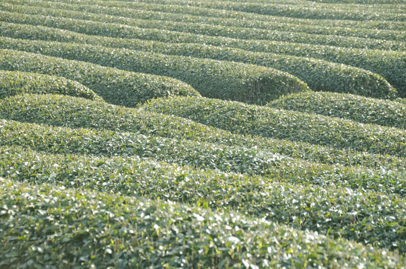 无人,农田,横图,俯视,室外,白天,旅游,度假,幸福,庄稼,农作物,美景,茶,静冈县,日本,亚洲,阴影,朦胧,模糊,光线,影子,景观,茶叶,娱乐,茶园,阳光,自然,享受,休闲,温馨,景色,放松,乐趣,提神,舒适,自然风光,醒脑,东亚,本州,本州岛,日本国,中部地方,静冈,茶山,彩图,高角度拍摄,耕地,庄稼田