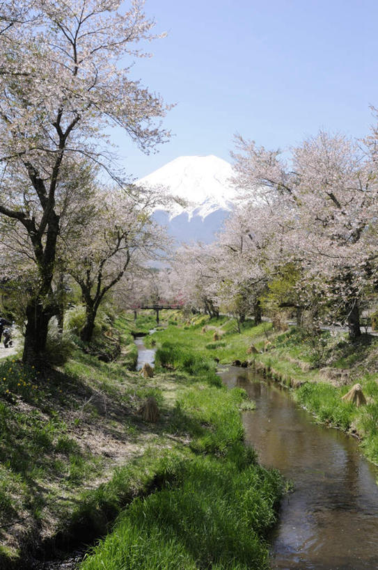 无人,竖图,室外,白天,正面,旅游,度假,草地,草坪,火山,河流,美景,树林,水,植物,樱花,富士山,静冈县,日本,亚洲,阴影,朦胧,模糊,盛开,光线,影子,河水,景观,水流,花蕾,娱乐,草,花,花瓣,花朵,鲜花,树,树木,蓝色,绿色,蓝天,天空,阳光,自然,天,花苞,花蕊,享受,休闲,景色,放松,生长,晴朗,成长,自然风光,东亚,本州,万里无云,本州岛,日本国,中部地方,静冈,山梨,山梨县,仙樱花,福岛樱,青肤樱,活火山,死火山,休眠火山,晴空,晴空万里,荆桃,彩图