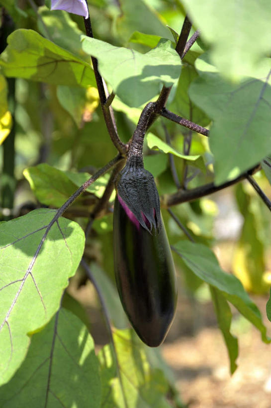 无人,竖图,室外,特写,白天,正面,旅游,美景,茄子,蔬菜,静物,叶子,日本,亚洲,阴影,朦胧,模糊,新鲜,光线,影子,景观,食品,绿叶,食物,一个,阳光,自然,嫩叶,景色,大阪,有机食品,绿色食品,单个,自然风光,东亚,本州,大阪府,本州岛,日本国,近畿地方,近畿,叶,叶片,落苏,酪酥,昆仑瓜,矮瓜,彩图,游览