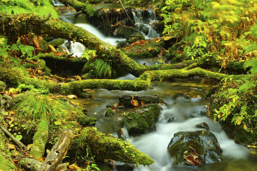 无人,横图,室外,白天,正面,旅游,草地,草坪,河流,美景,树林,水,植物,日本,亚洲,朦胧,模糊,河水,景观,水流,草,树,树木,绿色,小溪,自然,溪水,景色,生长,成长,自然风光,东亚,本州,本州岛,日本国,青森,青森县,东北地方,十和田市,十和田,彩图,游览