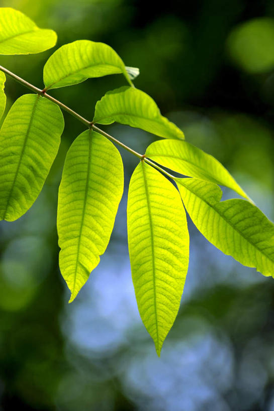 无人,竖图,室外,白天,正面,旅游,美景,叶子,日本,亚洲,阴影,朦胧,模糊,光线,影子,景观,绿叶,阳光,自然,嫩叶,景色,大阪,自然风光,东亚,本州,大阪府,本州岛,日本国,近畿地方,近畿,叶,叶片,彩图,游览