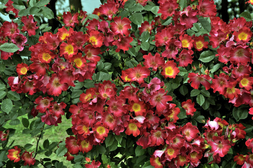 无人,横图,俯视,室外,白天,爱情,旅游,幸福,纯洁,热情,美景,玫瑰,叶子,日本,亚洲,朦胧,模糊,景观,绿叶,玫瑰花,浪漫,自然,温暖,温馨,嫩叶,景色,恩爱,大阪,和睦,自然风光,感动,东亚,本州,大阪府,本州岛,日本国,近畿地方,近畿,尊敬,天真,刺玫花,徘徊花,叶,叶片,彩图,高角度拍摄,游览,融洽