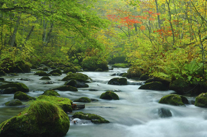 无人,横图,室外,白天,正面,旅游,河流,礁石,石头,美景,森林,树林,水,植物,日本,亚洲,朦胧,模糊,石子,河水,景观,水流,树,树木,绿色,小溪,自然,溪水,景色,生长,成长,自然风光,东亚,本州,本州岛,日本国,青森,青森县,东北地方,十和田市,十和田,礁,石块,岩石,彩图,游览