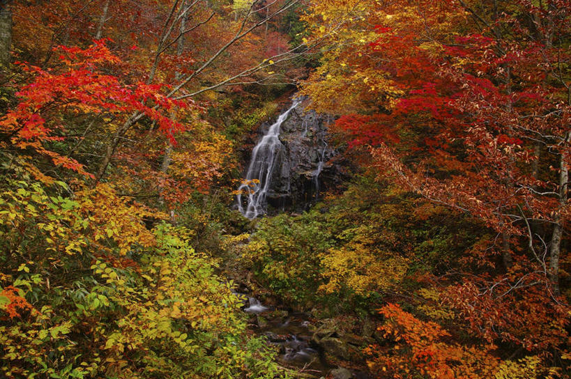 无人,横图,俯视,室外,白天,旅游,美景,瀑布,秋季,森林,树林,水,植物,日本,亚洲,飞溅,朦胧,模糊,溅,液体,景观,水滴,水珠,树,树木,绿色,自然,景色,生长,成长,喷洒,自然风光,东亚,本州,本州岛,日本国,东北地方,山形,山形县,跌水,秋,秋天,彩图,高角度拍摄,游览