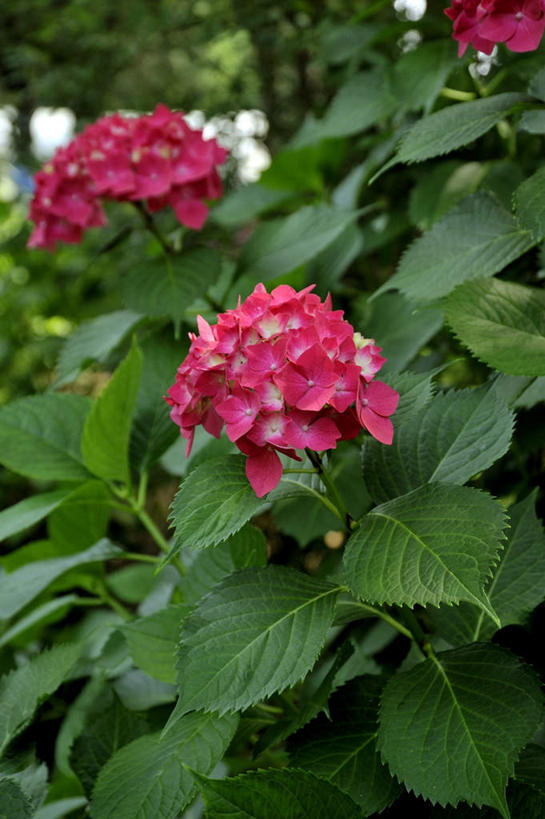 无人,竖图,俯视,室外,白天,旅游,骄傲,美景,八仙花,叶子,日本,亚洲,三朵,朦胧,模糊,盛开,景观,绿叶,花蕾,花,花瓣,花朵,鲜花,紫色,自然,花苞,花蕊,绣球花,嫩叶,景色,大阪,紫阳花,洋绣球,自然风光,东亚,本州,大阪府,本州岛,日本国,近畿地方,近畿,草绣球,斗球,七变化,粉团花,善变,叶,叶片,彩图,高角度拍摄,游览