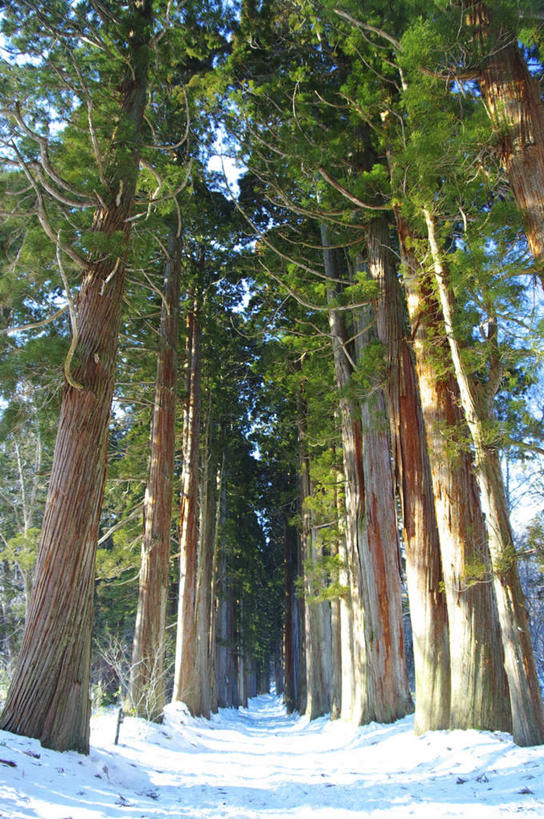 无人,竖图,室外,白天,仰视,旅游,美景,树林,植物,阴影,朦胧,模糊,光线,影子,景观,树,树木,蓝色,绿色,蓝天,天空,阳光,自然,天,景色,生长,晴朗,成长,自然风光,万里无云,晴空,晴空万里,彩图,低角度拍摄,游览