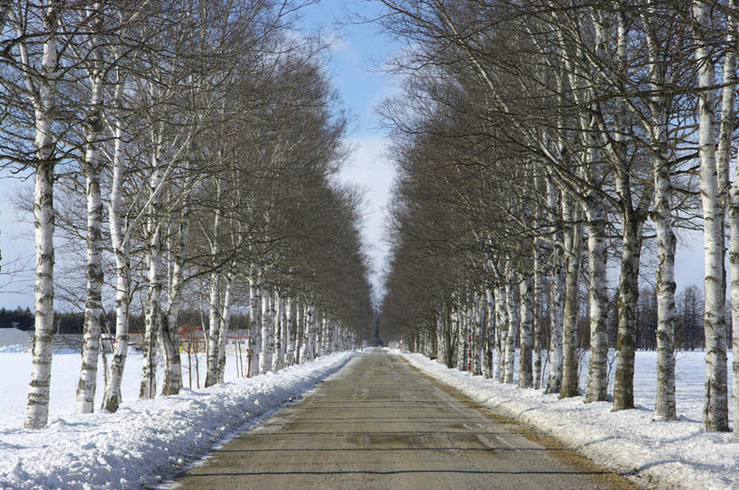 无人,横图,室外,白天,正面,旅游,度假,草地,草坪,美景,森林,树林,雪,植物,大雪,道路,路,北海道,日本,亚洲,一排,阴影,整齐,光线,影子,积雪,景观,雪景,云,云朵,冬季,冬天,小路,交通,云彩,娱乐,草,树,树木,排列,蓝色,绿色,白云,蓝天,天空,阳光,自然,天,享受,休闲,景色,放松,寒冷,乡间小路,生长,成长,队列,自然风光,东亚,日本国,北海道地方,北海道岛,严寒,彩图