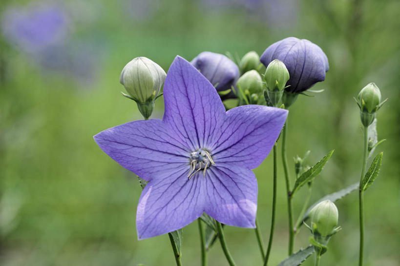 无人,横图,室外,特写,白天,正面,爱情,旅游,度假,草地,草坪,美景,植物,叶子,日本,亚洲,阴影,朦胧,模糊,盛开,光线,影子,景观,绿叶,花蕾,娱乐,草,花,花瓣,花朵,鲜花,两朵,绿色,紫色,阳光,自然,花苞,花蕊,享受,休闲,嫩叶,景色,放松,桔梗花,僧冠帽,自然风光,柔顺,东亚,本州,本州岛,日本国,近畿地方,近畿,滋贺,滋贺县,六角荷,永恒,梗草,悲哀,诚实,无望,叶,叶片,彩图