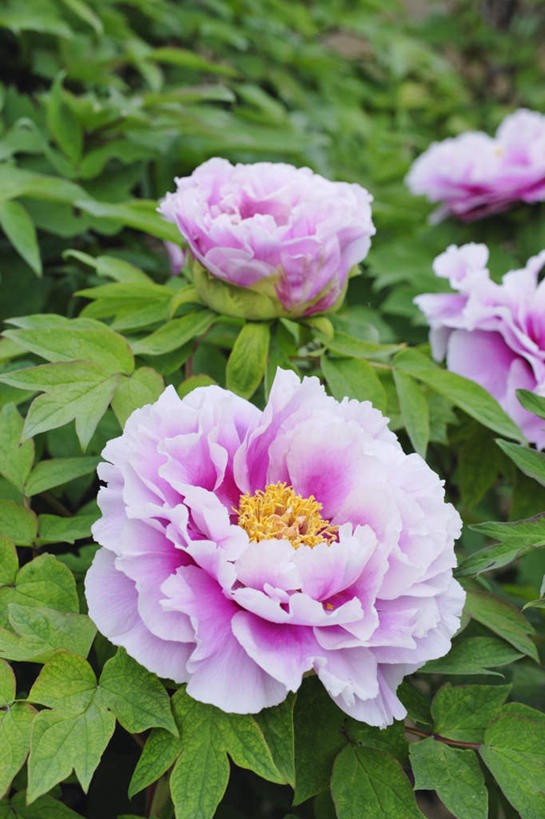 无人,竖图,俯视,室外,特写,白天,旅游,度假,美景,牡丹花,叶子,日本,亚洲,许多,阴影,朦胧,模糊,盛开,光线,影子,景观,绿叶,花蕾,娱乐,花,花瓣,花朵,鲜花,粉色,阳光,自然,花苞,花蕊,享受,休闲,嫩叶,景色,放松,富贵,自然风光,东亚,本州,本州岛,日本国,近畿地方,近畿,兵库,兵库县,鼠姑,鹿韭,白茸,百雨金,浓情,圆满,富贵花,洛阳花,牡丹,木芍药,芍药,叶,叶片,彩图,高角度拍摄