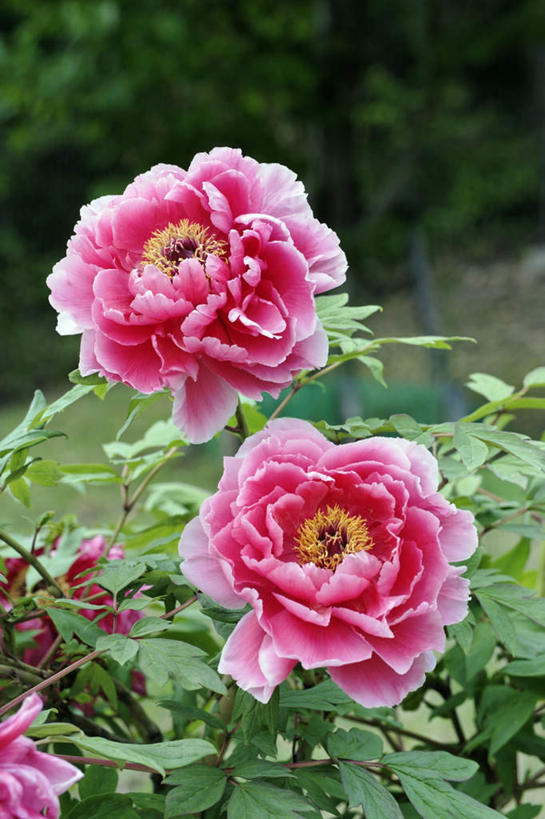 无人,竖图,俯视,室外,特写,白天,旅游,度假,美景,牡丹花,叶子,日本,亚洲,许多,阴影,朦胧,模糊,盛开,光线,影子,景观,绿叶,花蕾,娱乐,花,花瓣,花朵,鲜花,粉色,阳光,自然,花苞,花蕊,享受,休闲,嫩叶,景色,放松,富贵,自然风光,东亚,本州,本州岛,日本国,近畿地方,近畿,兵库,兵库县,鼠姑,鹿韭,白茸,百雨金,浓情,圆满,富贵花,洛阳花,牡丹,木芍药,芍药,叶,叶片,彩图,高角度拍摄