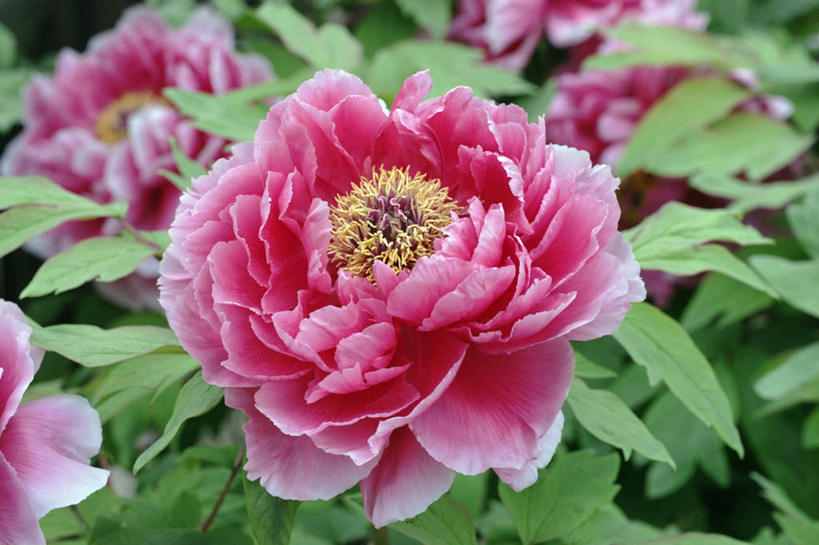 无人,横图,俯视,室外,特写,白天,旅游,度假,美景,牡丹花,叶子,日本,亚洲,许多,阴影,朦胧,模糊,盛开,光线,影子,景观,绿叶,花蕾,娱乐,花,花瓣,花朵,鲜花,粉色,阳光,自然,花苞,花蕊,享受,休闲,嫩叶,景色,放松,富贵,自然风光,东亚,本州,本州岛,日本国,近畿地方,近畿,兵库,兵库县,鼠姑,鹿韭,白茸,百雨金,浓情,圆满,富贵花,洛阳花,牡丹,木芍药,芍药,叶,叶片,彩图,高角度拍摄