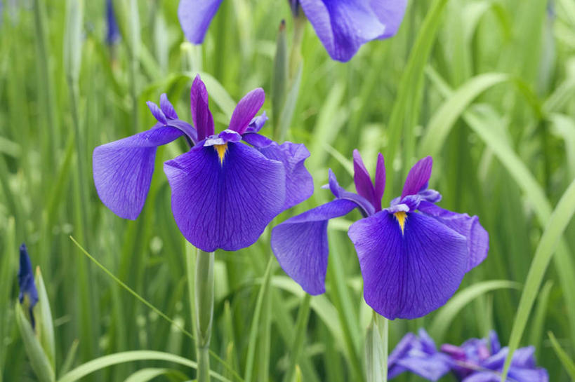 无人,横图,室外,特写,白天,正面,旅游,度假,草地,草坪,美景,植物,日本,亚洲,许多,阴影,朦胧,模糊,盛开,光线,影子,景观,草药,花蕾,娱乐,中药,草,花,花瓣,花朵,鲜花,绿色,紫色,阳光,自然,花苞,花蕊,享受,休闲,景色,放松,鸢尾,自然风光,药材,中草药,东亚,中药材,本草,本州,本州岛,日本国,中国地方,紫蝴蝶,蓝蝴蝶,乌鸢,扁竹花,山口,山口县,彩图