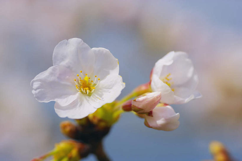 无人,横图,室外,特写,白天,正面,旅游,度假,美景,樱花,日本,亚洲,许多,阴影,朦胧,模糊,盛开,光线,影子,景观,花蕾,娱乐,花,花瓣,花朵,鲜花,白色,阳光,自然,花苞,花蕊,享受,休闲,景色,放松,自然风光,东亚,本州,本州岛,日本国,近畿地方,近畿,滋贺,滋贺县,仙樱花,福岛樱,青肤樱,荆桃,彩图