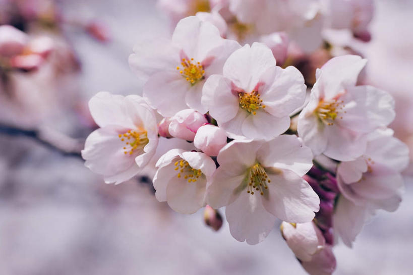 无人,横图,室外,特写,白天,正面,旅游,度假,美景,樱花,日本,亚洲,许多,阴影,朦胧,模糊,盛开,光线,影子,景观,花蕾,娱乐,花,花瓣,花朵,鲜花,白色,阳光,自然,花苞,花蕊,享受,休闲,景色,放松,自然风光,东亚,本州,本州岛,日本国,近畿地方,近畿,滋贺,滋贺县,仙樱花,福岛樱,青肤樱,荆桃,彩图