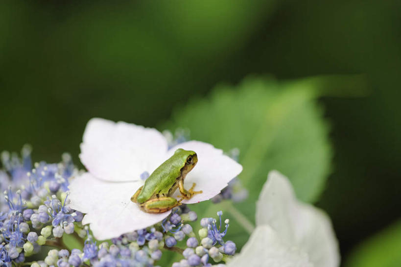无人,坐,横图,俯视,室外,特写,白天,旅游,度假,美景,青蛙,野生动物,叶子,日本,亚洲,阴影,朦胧,模糊,盛开,光线,树蛙,影子,景观,绿叶,花蕾,注视,娱乐,花,花瓣,花朵,鲜花,一只,白色,阳光,自然,动物,花苞,花蕊,观察,看,享受,休闲,嫩叶,景色,放松,可爱,活泼,观看,察看,关注,自然风光,东亚,本州,本州岛,日本国,近畿地方,近畿,兵库,兵库县,叶,叶片,抬头,仰头,坐着,彩图,高角度拍摄