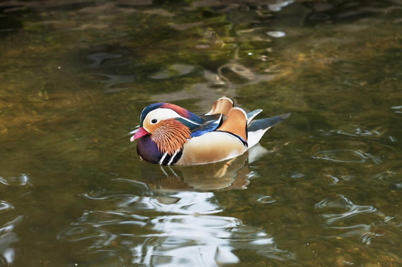 无人,夫妻,横图,俯视,室外,白天,爱情,旅游,度假,河流,美景,水,鸟,鸳鸯,日本,亚洲,波纹,河水,景观,水流,浪漫,注视,娱乐,一只,水纹,自然,波浪,观察,看,享受,休闲,景色,恩爱,放松,恋人,观看,游动,察看,关注,自然风光,坚定,东亚,本州,本州岛,日本国,中国地方,永恒,情意,鸟取,鸟取县,夫妇,情侣,彩图,高角度拍摄,全身,伴侣