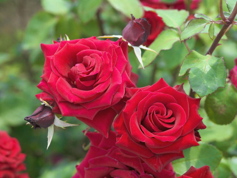 无人,横图,俯视,室外,特写,白天,爱情,旅游,度假,幸福,纯洁,热情,美景,玫瑰,叶子,日本,亚洲,许多,阴影,朦胧,模糊,盛开,光线,影子,景观,绿叶,玫瑰花,浪漫,花蕾,娱乐,花,花瓣,花朵,鲜花,红色,阳光,自然,花苞,花蕊,享受,休闲,温暖,温馨,嫩叶,景色,恩爱,放松,大阪,和睦,自然风光,感动,东亚,本州,大阪府,本州岛,日本国,近畿地方,近畿,尊敬,天真,刺玫花,徘徊花,叶,叶片,彩图,高角度拍摄,融洽