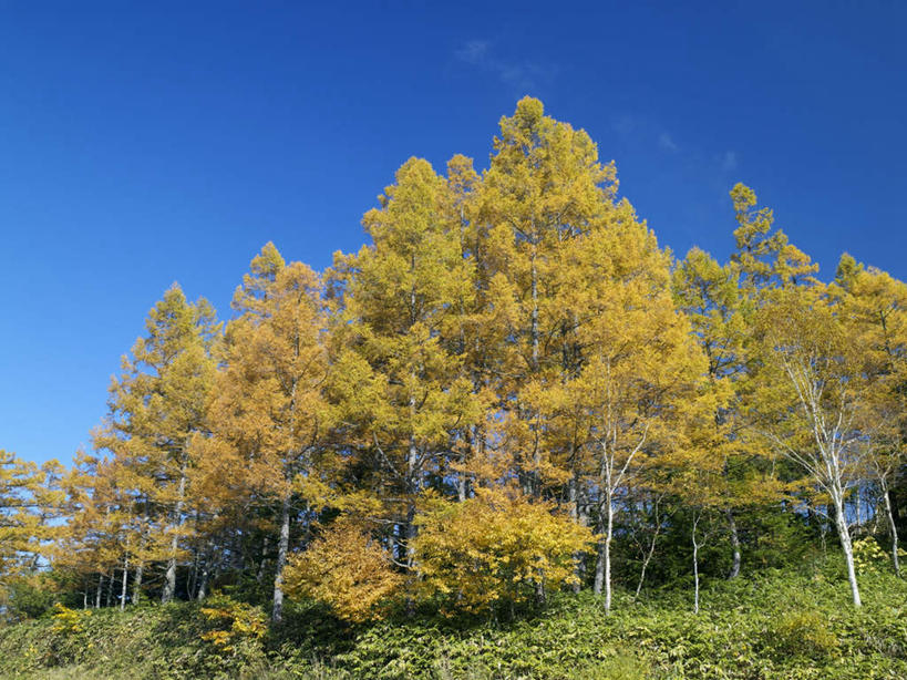 无人,横图,室外,白天,仰视,旅游,度假,草地,草坪,美景,森林,树林,植物,长野县,日本,亚洲,阴影,光线,影子,景观,娱乐,草,树,树木,黄色,蓝色,绿色,蓝天,天空,阳光,自然,天,享受,休闲,景色,放松,生长,晴朗,成长,自然风光,东亚,本州,万里无云,本州岛,日本国,中部地方,长野,晴空,晴空万里,彩图,低角度拍摄
