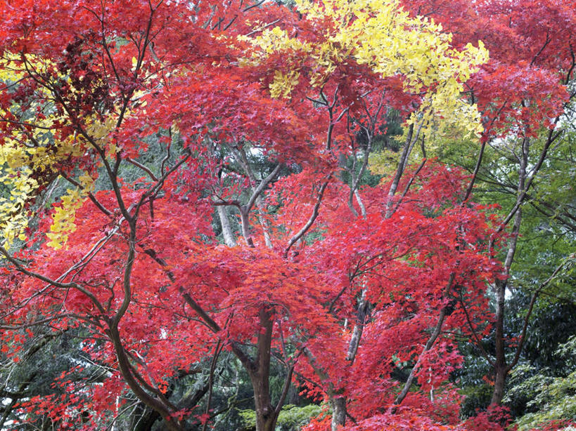 无人,横图,室外,白天,仰视,旅游,度假,草地,草坪,美景,森林,树林,植物,日本,亚洲,阴影,光线,影子,景观,娱乐,草,树,树木,黄色,红色,蓝色,绿色,蓝天,天空,阳光,自然,天,享受,休闲,景色,放松,生长,成长,自然风光,东亚,本州,本州岛,日本国,近畿地方,近畿,兵库,兵库县,彩图,低角度拍摄