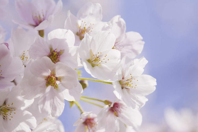 无人,横图,俯视,室外,特写,白天,旅游,度假,美景,樱花,日本,亚洲,阴影,朦胧,模糊,盛开,光线,影子,景观,花蕾,娱乐,花,花瓣,花朵,鲜花,蓝色,白色,蓝天,天空,阳光,自然,天,花苞,花蕊,享受,休闲,景色,放松,自然风光,东亚,本州,本州岛,日本国,近畿地方,近畿,滋贺,滋贺县,仙樱花,福岛樱,青肤樱,荆桃,彩图,高角度拍摄