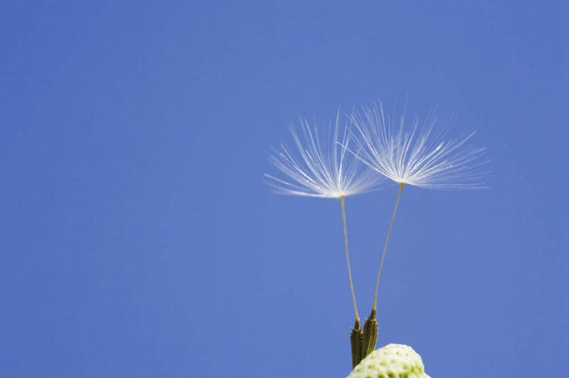 无人,横图,室外,白天,仰视,爱情,旅游,度假,美景,蒲公英,阴影,盛开,光线,影子,景观,花蕾,娱乐,花,花瓣,花朵,鲜花,两朵,蓝色,白色,蓝天,天空,阳光,自然,天,花苞,花蕊,享受,休闲,景色,放松,晴朗,自然风光,万里无云,开朗,晴空,晴空万里,蒲公草,尿床草,彩图,低角度拍摄