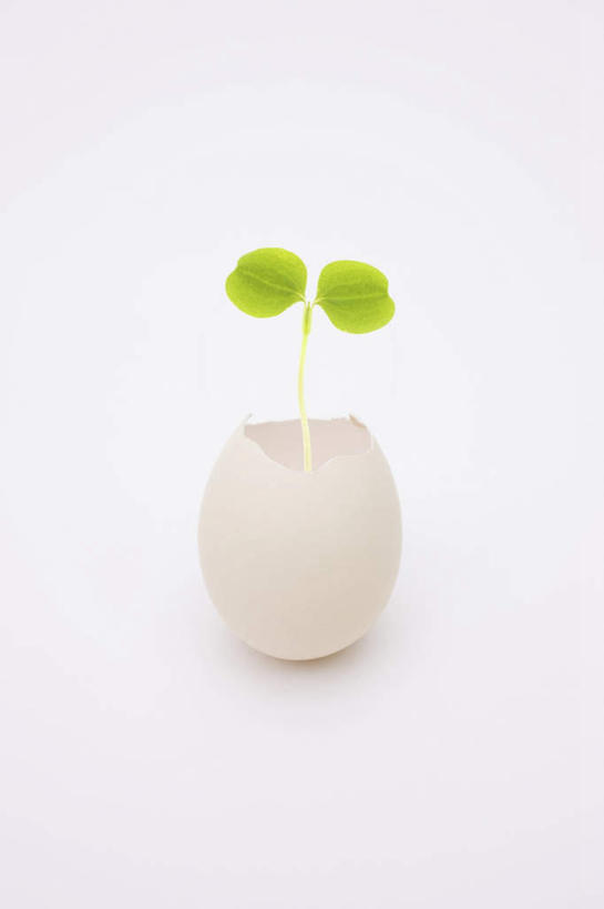 无人,竖图,俯视,室内,特写,白天,白色背景,桌面,叶子,两片,阴影,破碎,光线,影子,绿叶,绿色,阳光,嫩叶,摄影,影棚,生长,成长,生机,希望,破裂,鸡蛋壳,摧毁,灵动,叶,叶片,彩图,高角度拍摄,影棚拍摄,拍摄